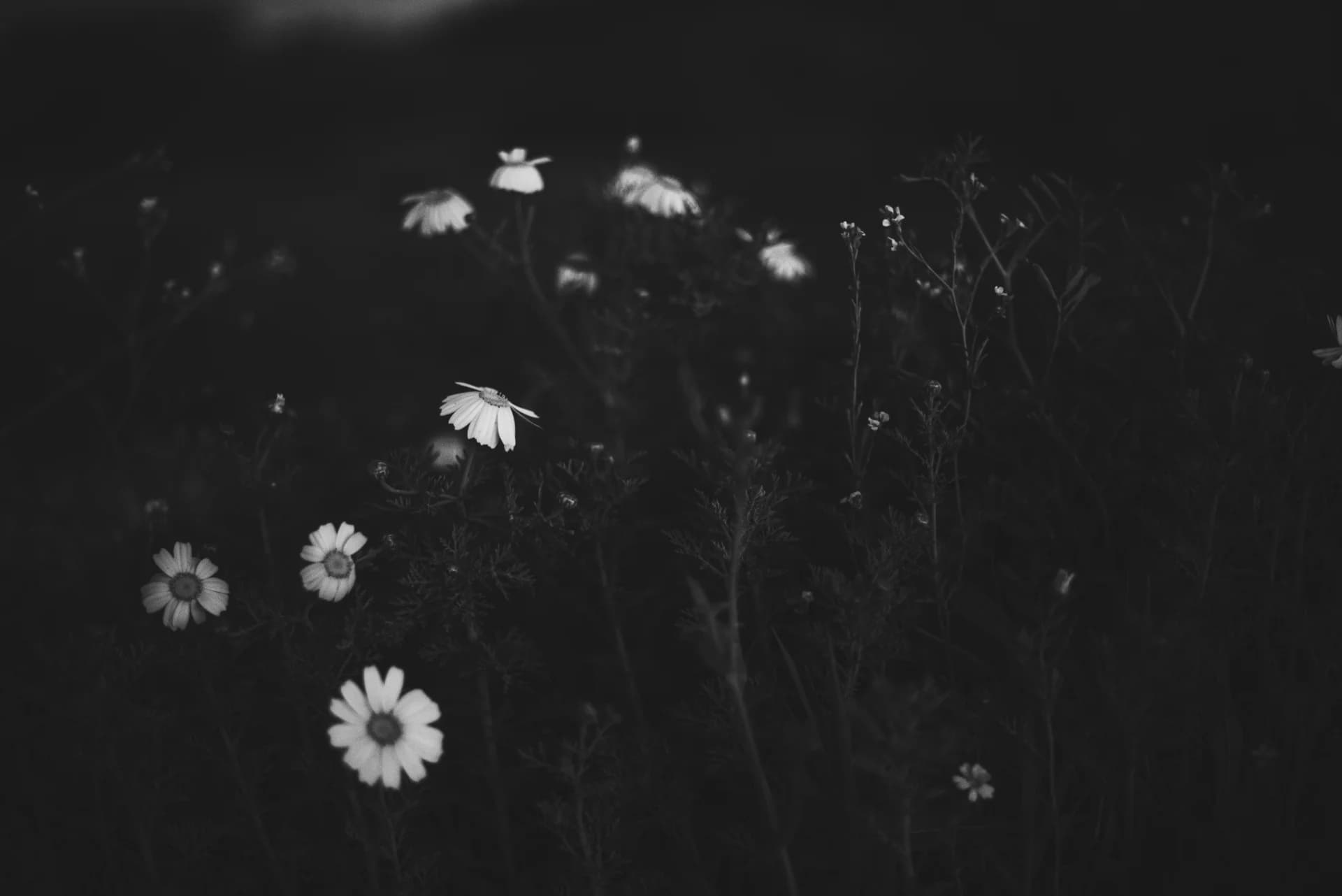 פרחים צהובים