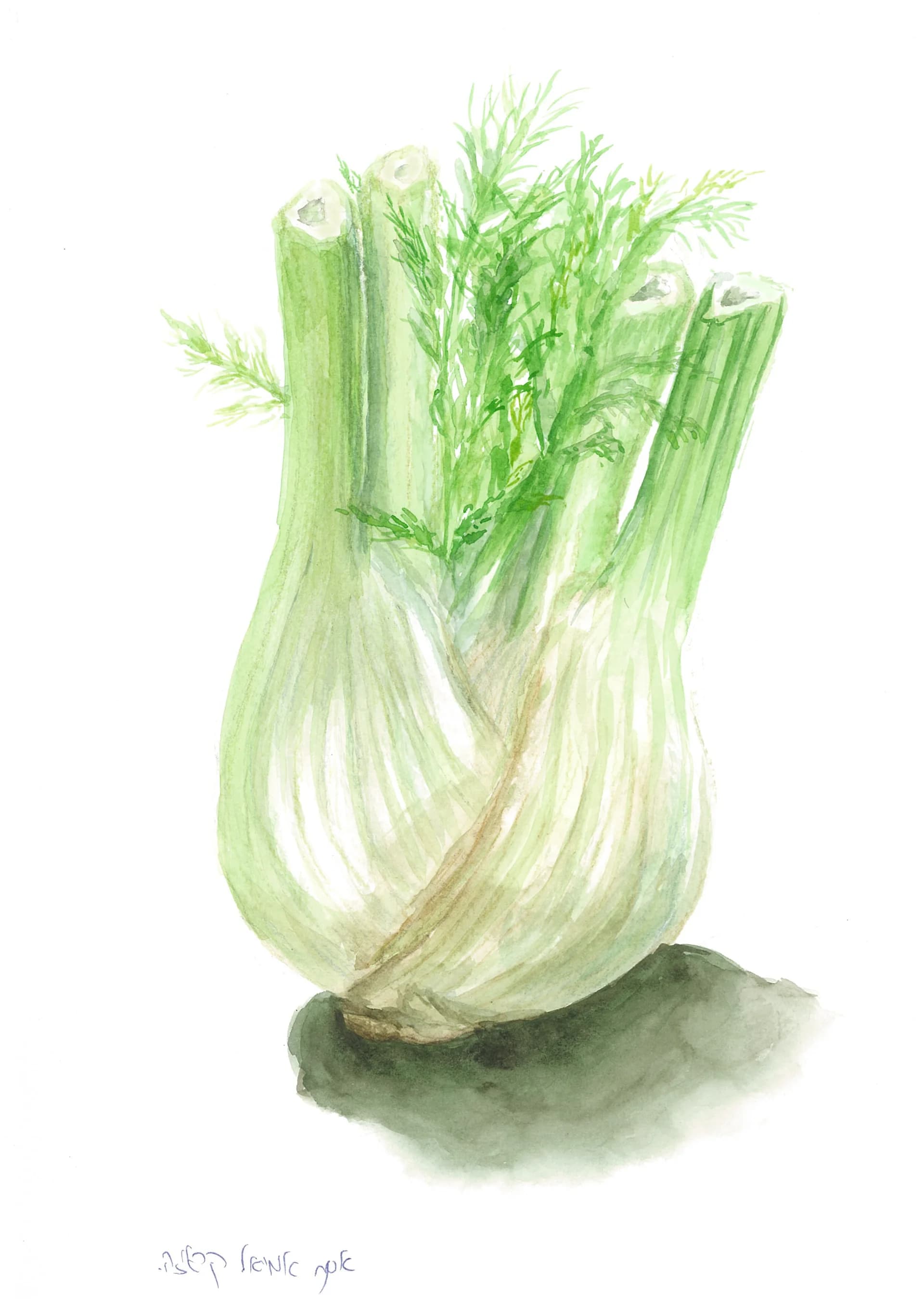 שומר, מקורי