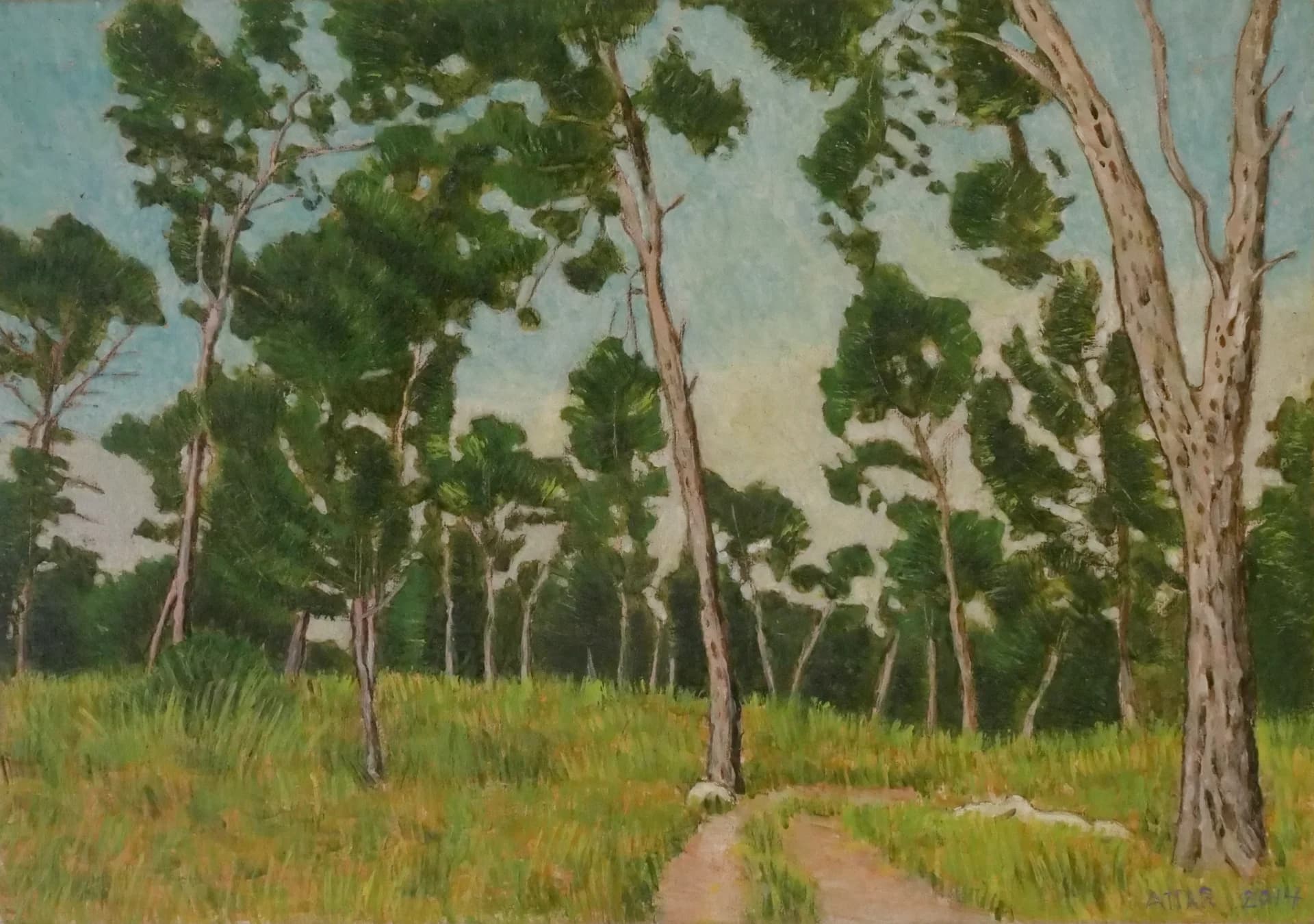 Pines Along the Path