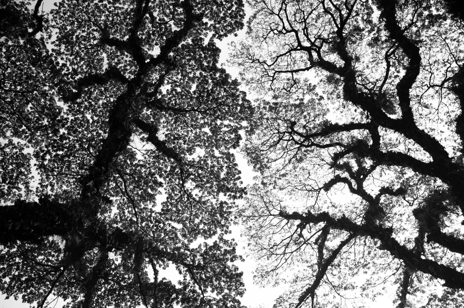 התמזגות טבעית