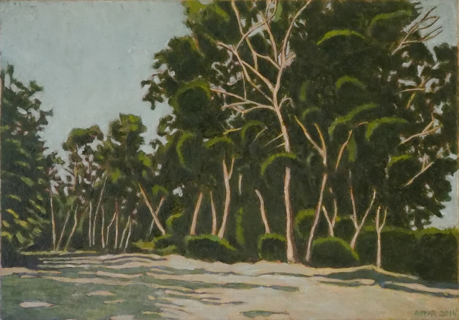 Grove in Quiet Light