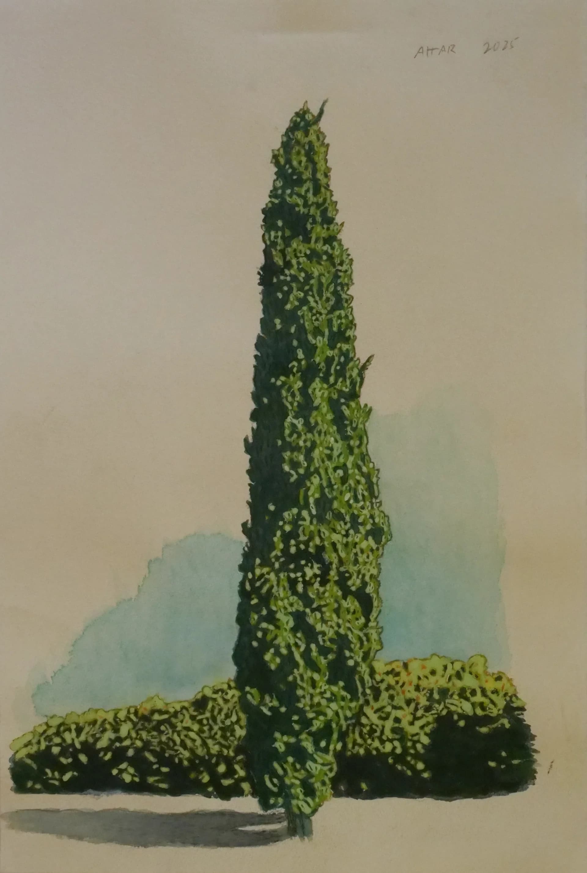 Cypress in Still Light