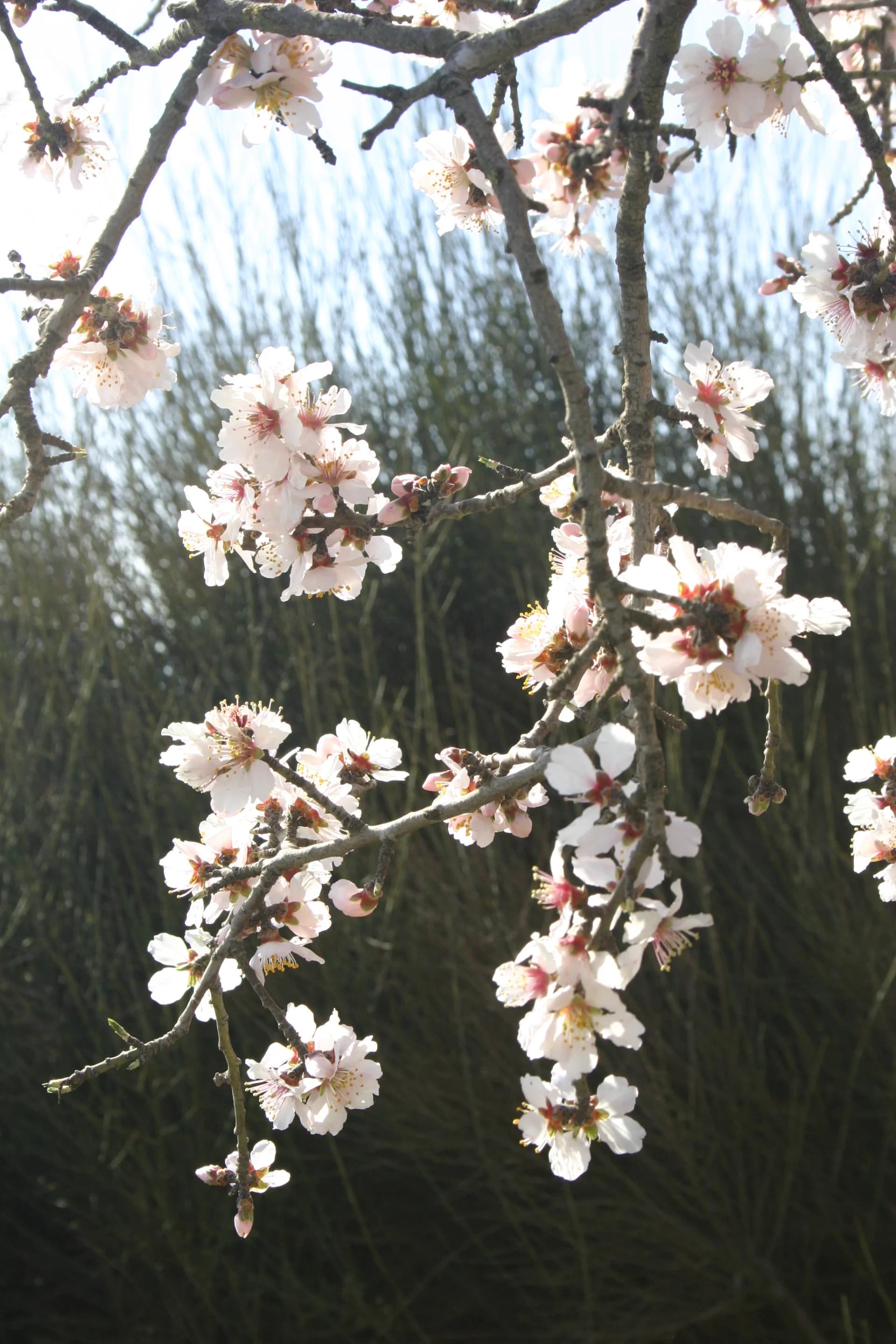 In the Land of my Love