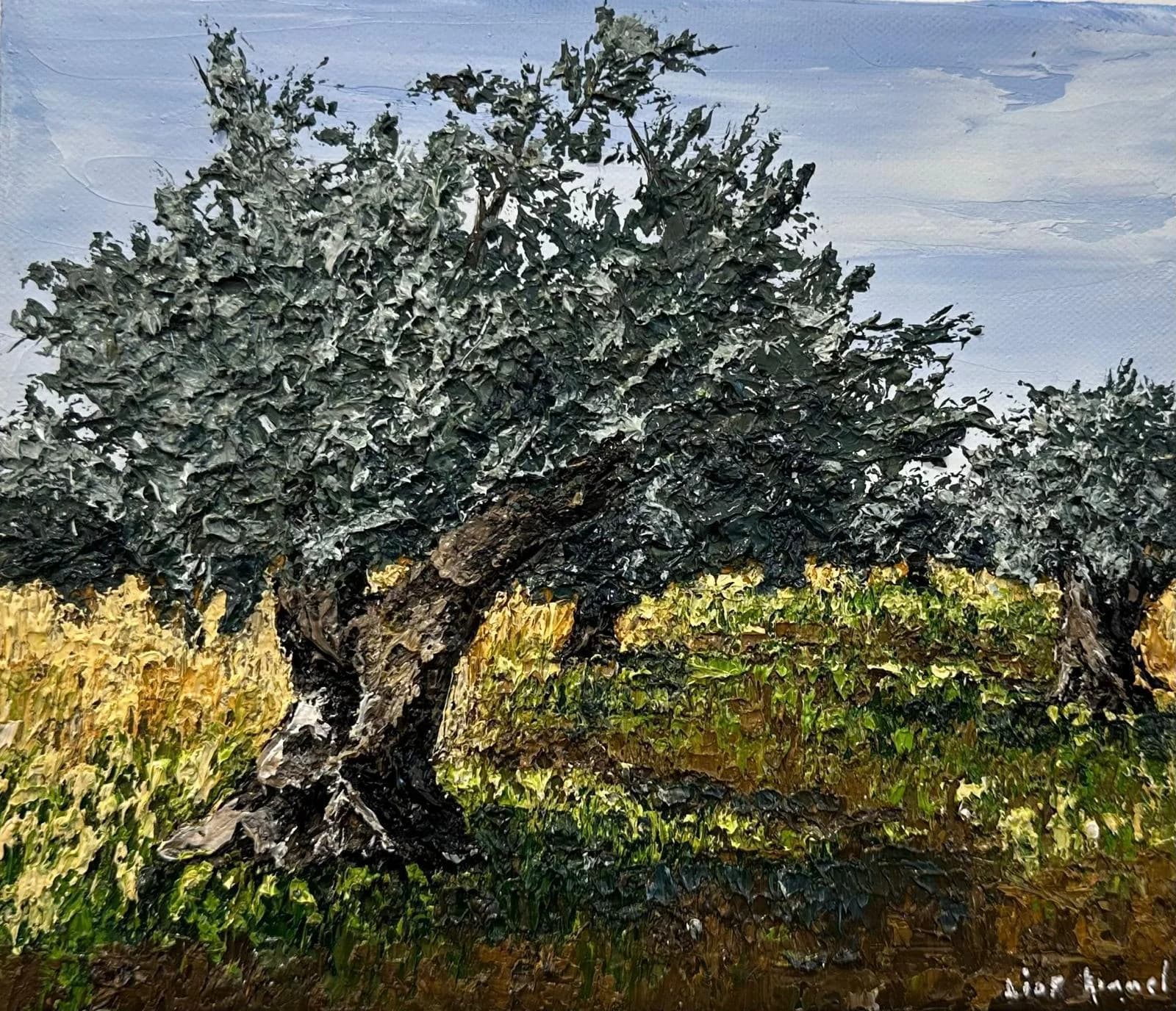 Olive tree grove
