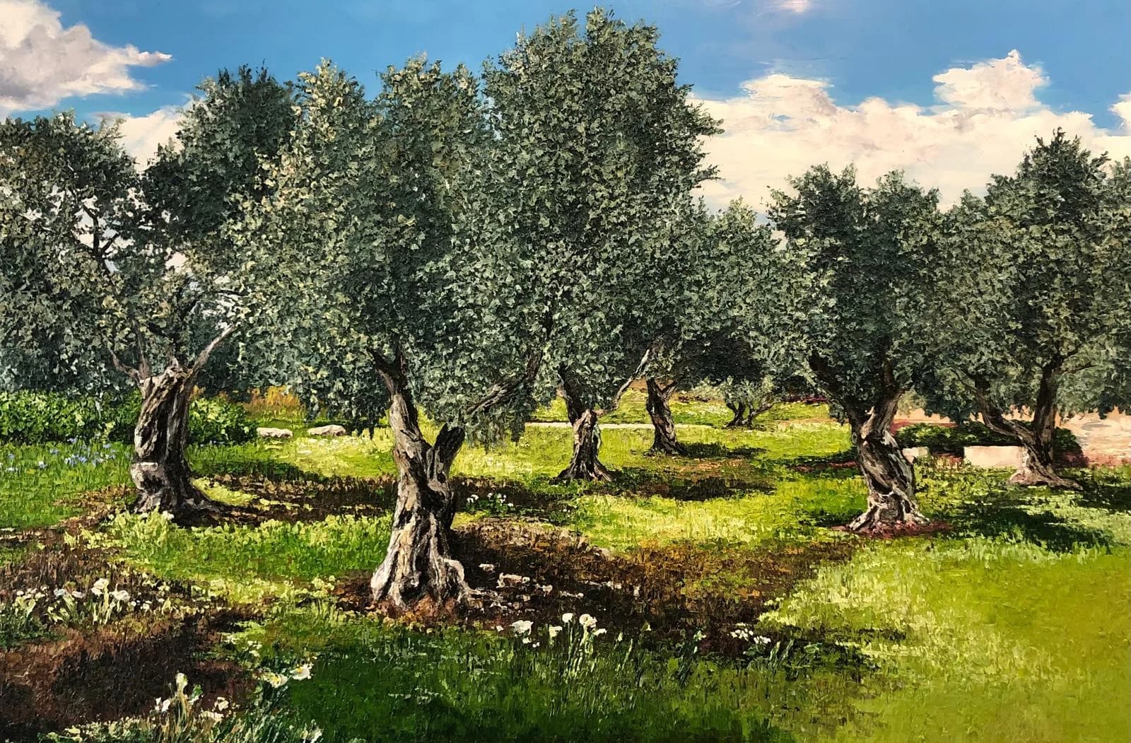 Olive tree grove