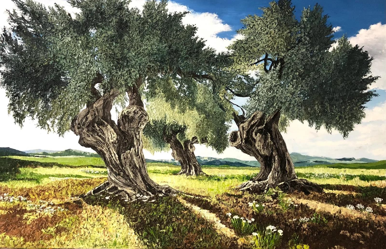 Olive tree grove