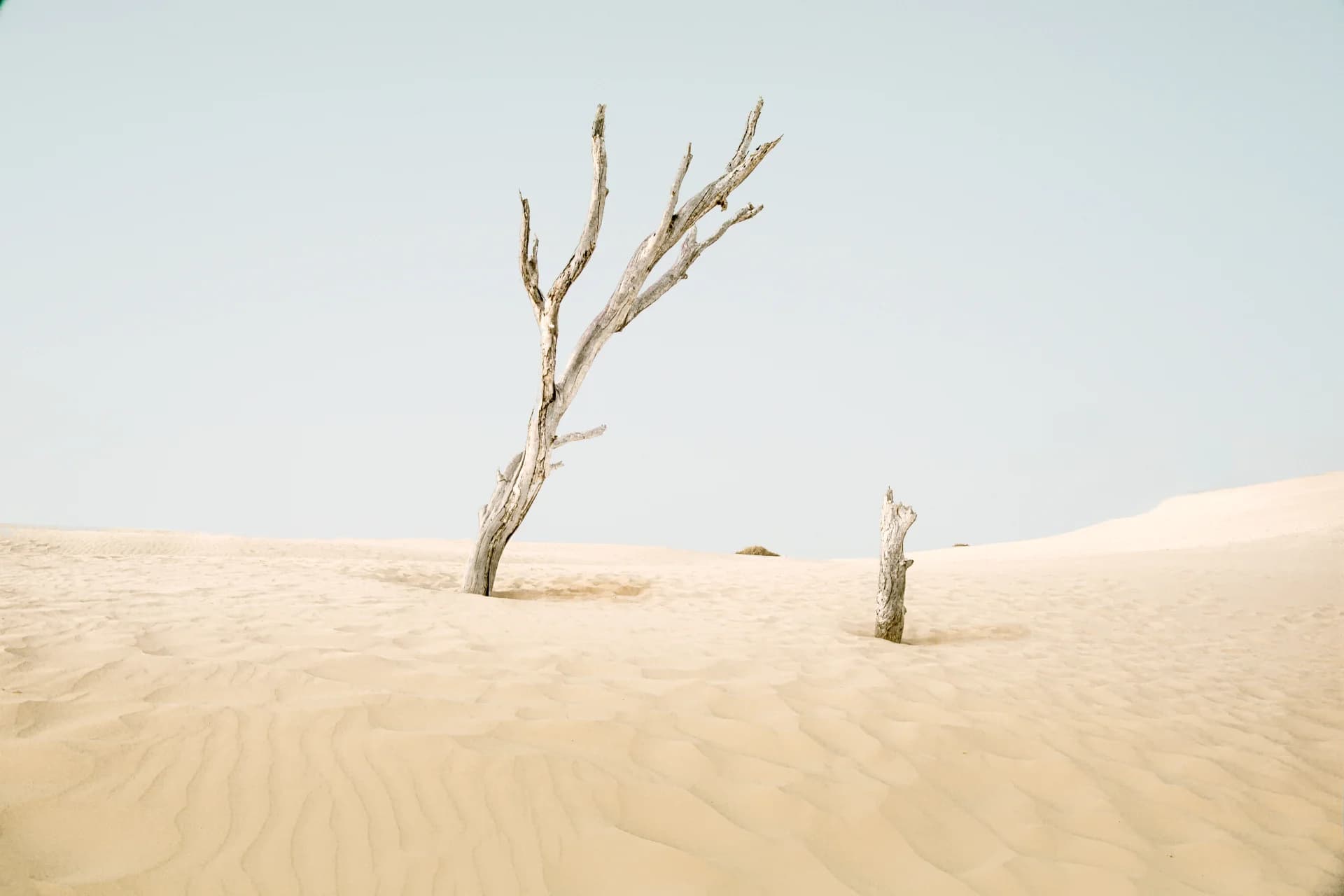 The lonely tree