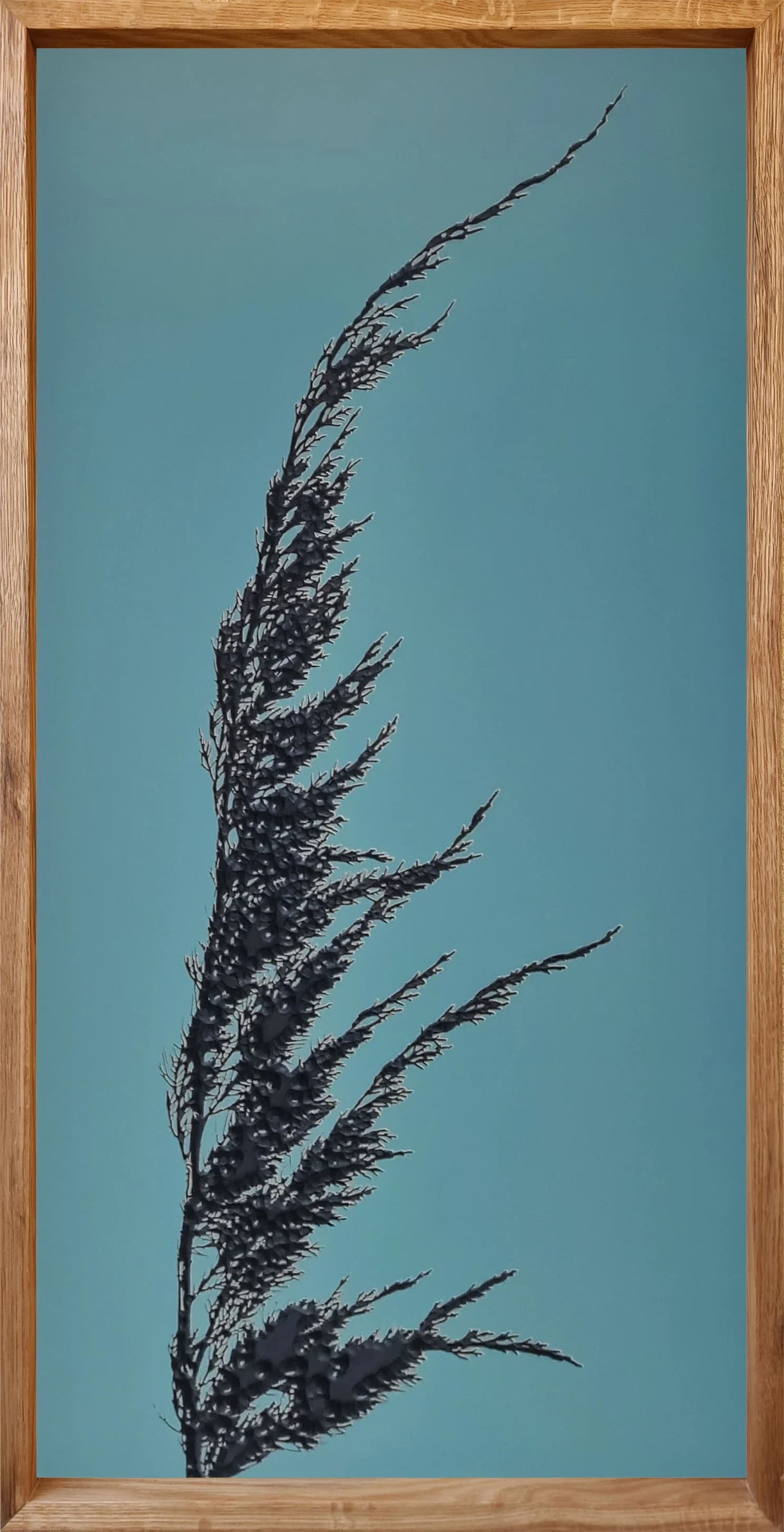 On the top of the cypress