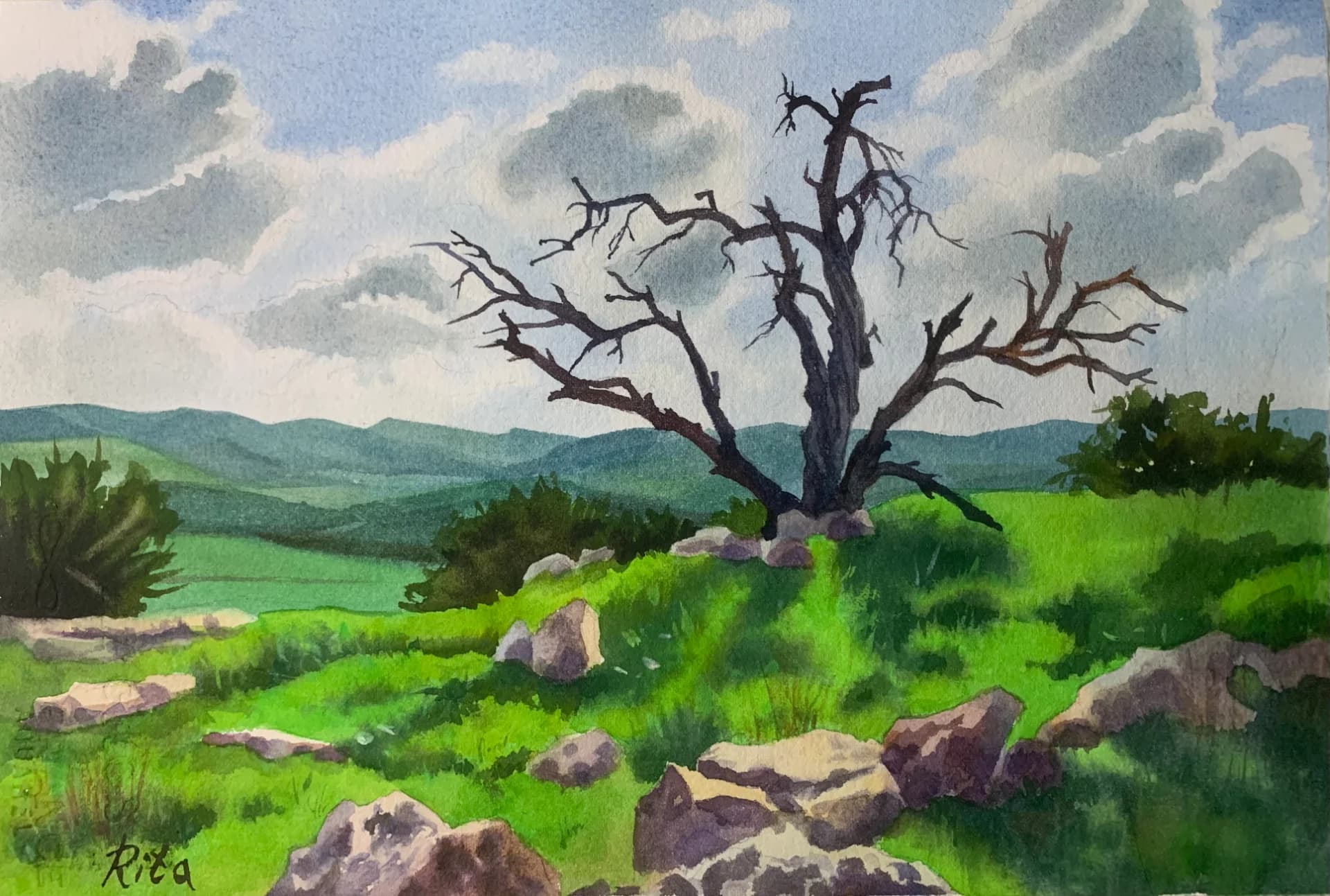 Dry tree on the hill