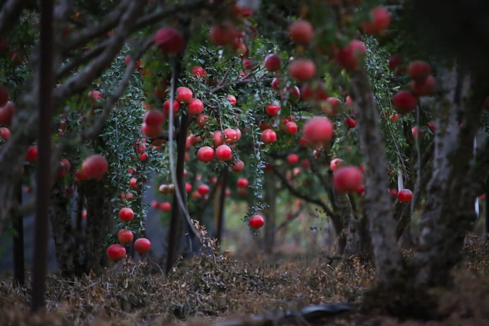רימונים מקושתים
