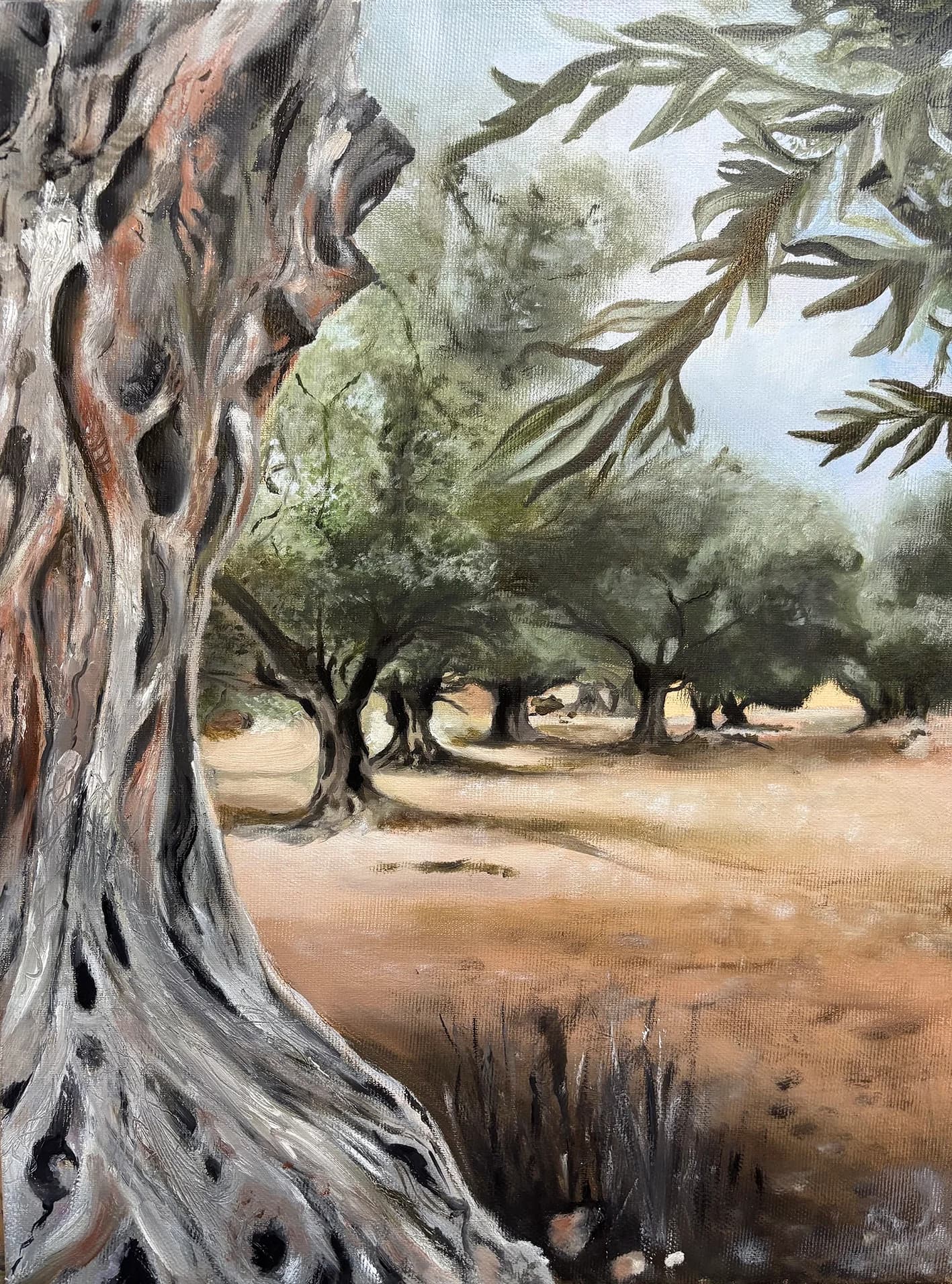Tel Hadid - Olive Orchard