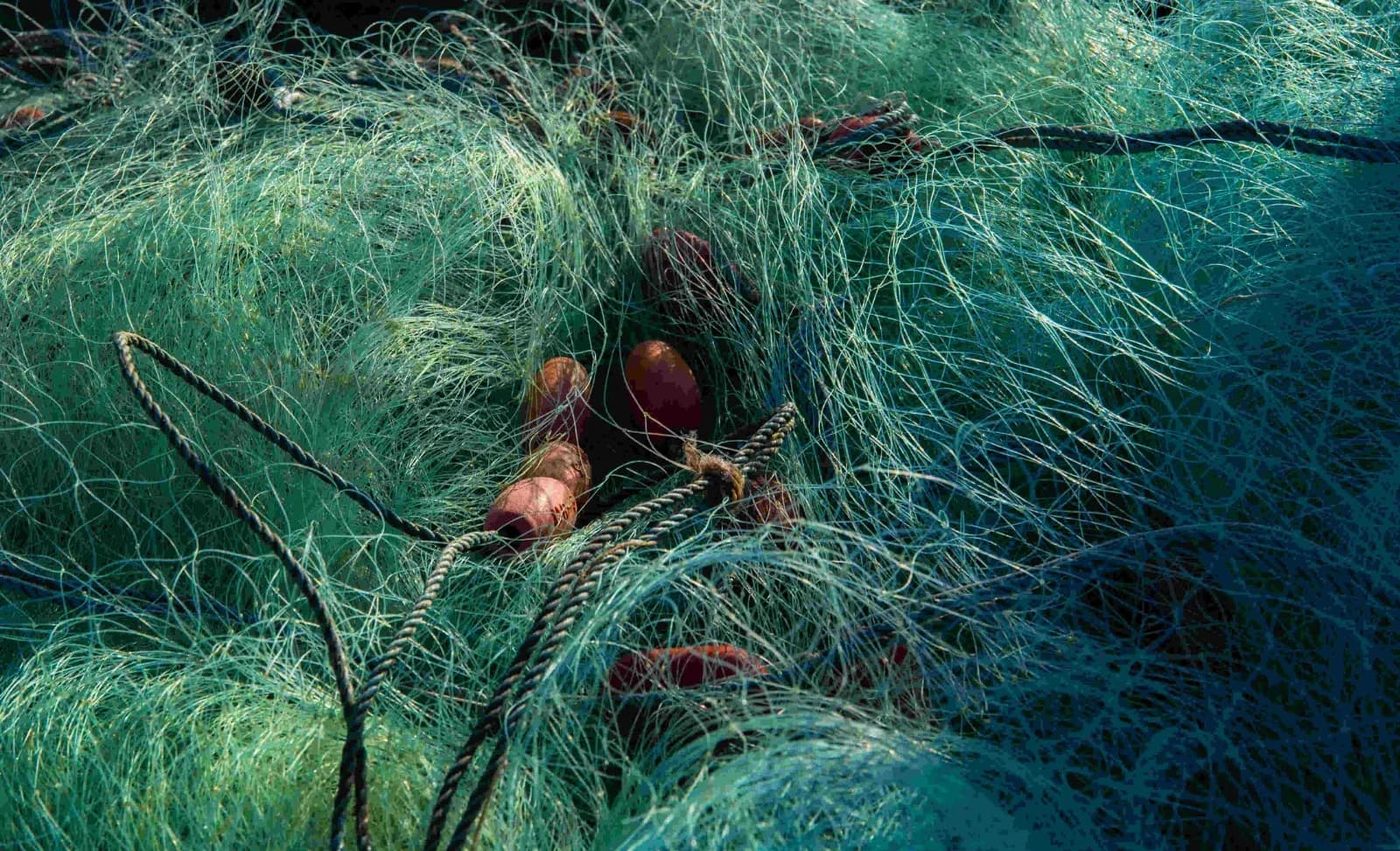 Joshua Rosalis cover