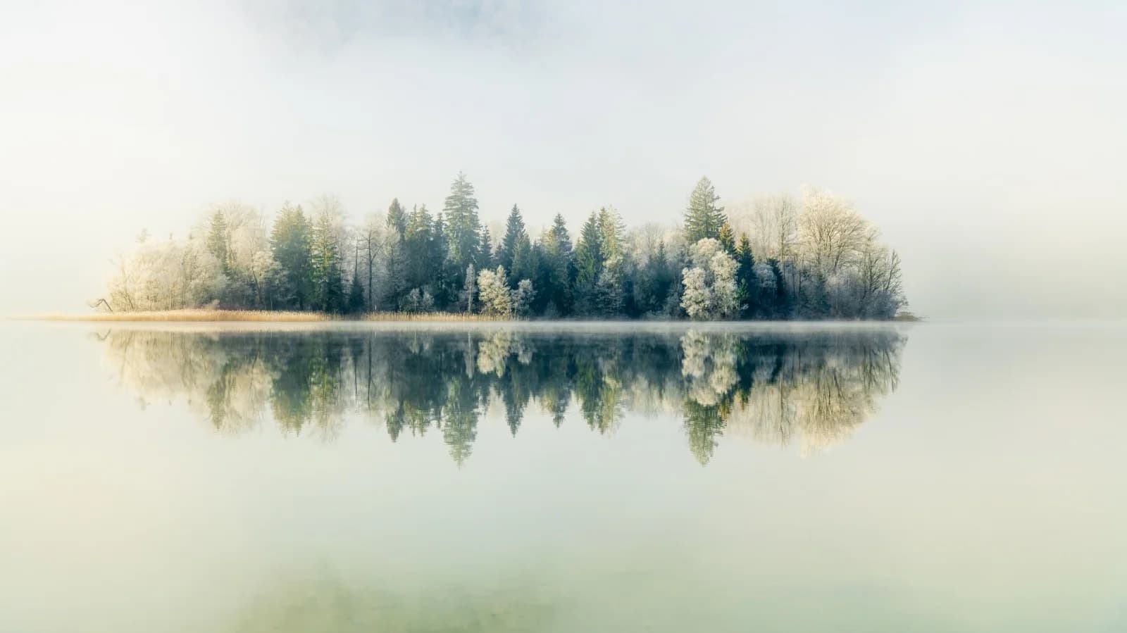 Ehrlich Amir artwork